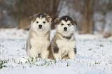 ALASKAN MALAMUTE 243